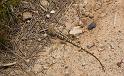 sand lizard